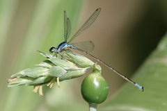 Acanthagrion trilobatum