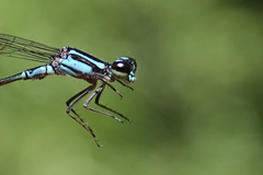 Acanthagrion trilobatum