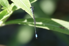 Acanthagrion trilobatum