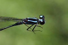 Acanthagrion trilobatum
