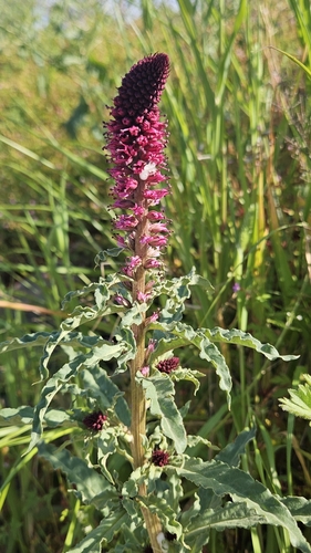 Lysimachia atropurpurea