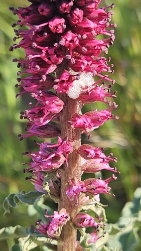 Lysimachia atropurpurea, photograph 2
