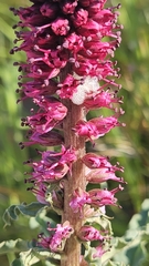 (c) Alessia Guggisberg, some rights reserved (CC BY-SA) Lysimachia atropurpurea, photograph (c) Alessia Guggisberg, some rights reserved (CC BY-SA)