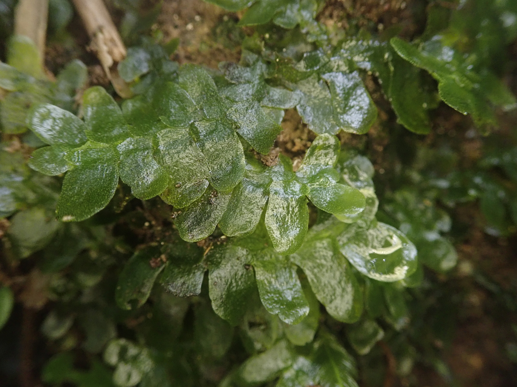 Treubia insignis