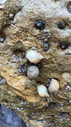 Nucella lapillus