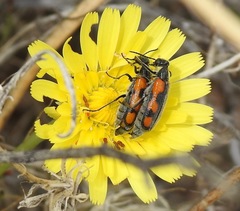 Eupompha elegans