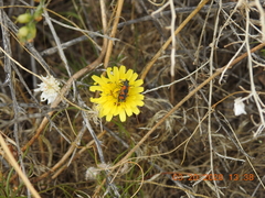 Eupompha elegans