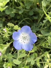 Nemophila phacelioides