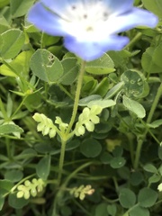 Nemophila phacelioides