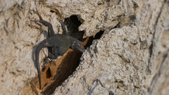 Sceloporus occidentalis biseriatus