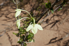 Ecbolium madagascariense