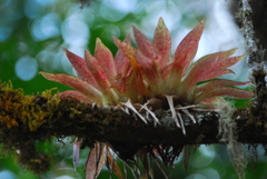 Image of Tillandsia biflora