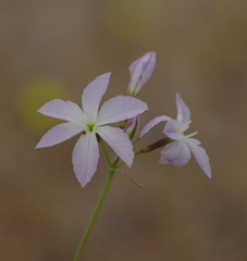 Leucocoryne ixioides