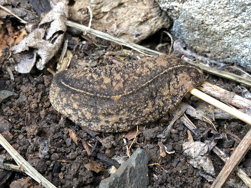 Cuban Leaf Slug