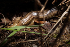 Plestiodon gilberti cancellosus