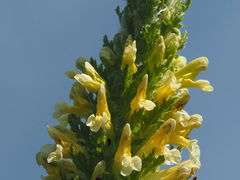 Pedicularis condensata