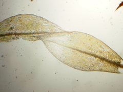 Ptychostomum rubens