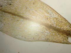 Ptychostomum rubens