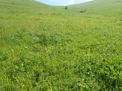 Pedicularis condensata