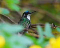 Lampornis castaneoventris