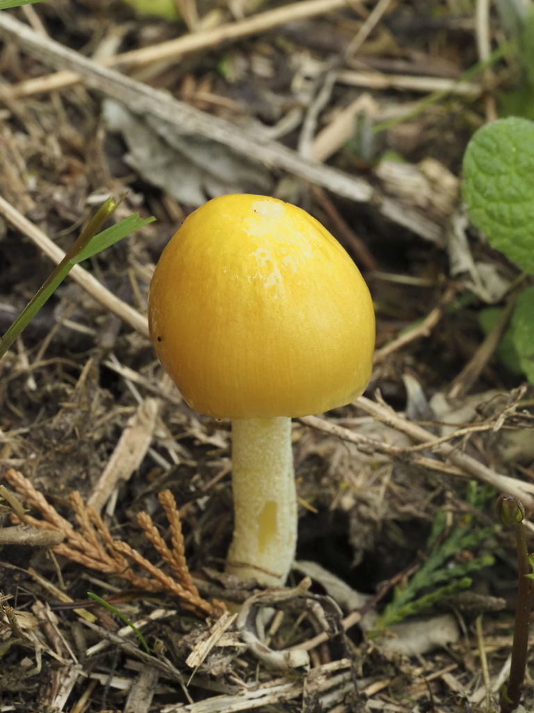 Bolbitius titubans · April 2026 · photo: © hosquillar (iNaturalist, cc-by)