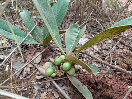 Gousiekte Bush