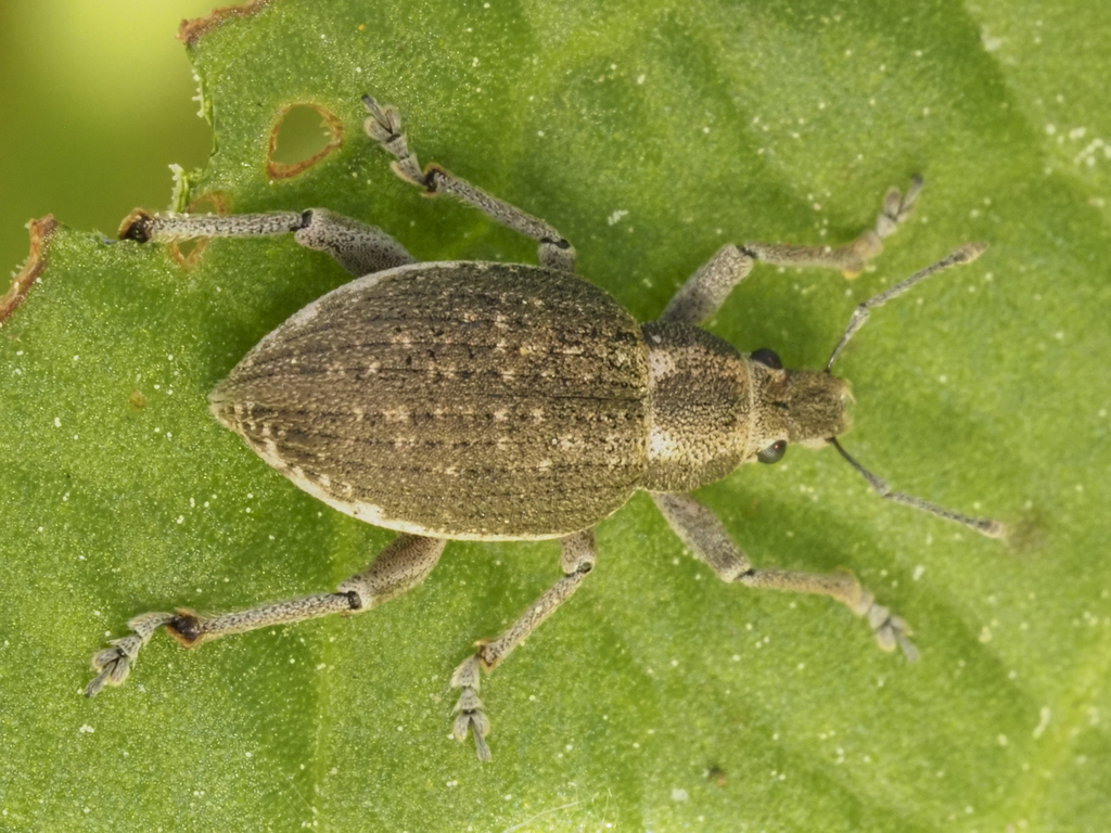 Attactagenus dispar