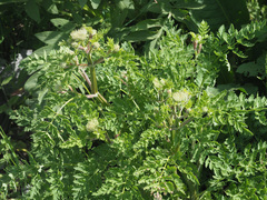 Seseli transcaucasicum