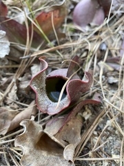 Sarracenia purpurea venosa