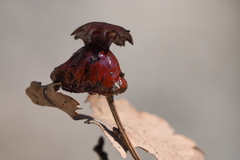 Andricus dentimitratus