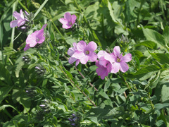 Linum hypericifolium