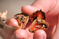 Andricus dentimitratus