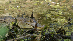Caiman crocodilus fuscus