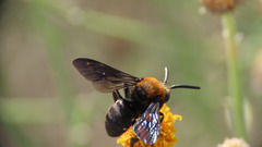 Brachymelecta larreae