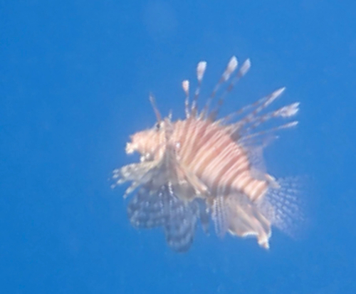 Pterois miles