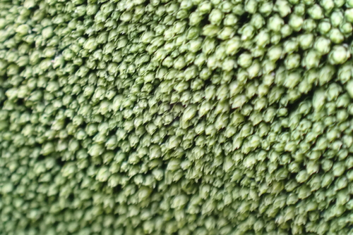 Mielichhoferia mielichhoferiana, 2026-04-19