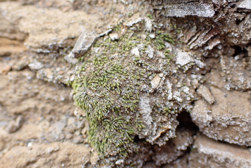 Mielichhoferia mielichhoferiana, 2026-04-19