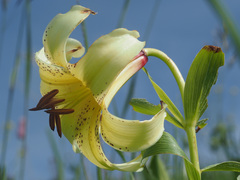 Lilium kesselringianum