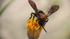 Brachymelecta larreae