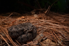 Tlaloc's Rattlesnake photo 2
