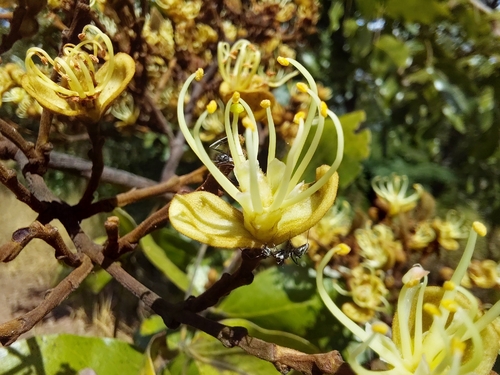 Julbernardia paniculata