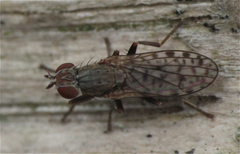 Pherbellia schoenherri