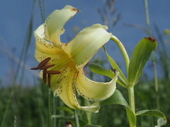 Lilium kesselringianum