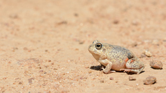 Pleurodema brachyops