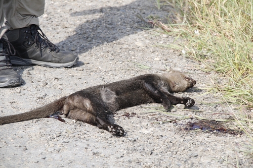 Tayra