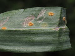 Uromyces reticulatus