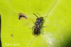 Rhophitulus