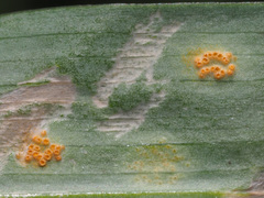 Uromyces reticulatus