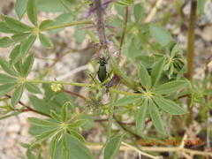 Lytta stygica