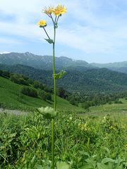 Tephroseris cladobotrys